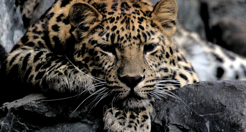 В России разработали ИИ-ассистента для помощи в сохранении дальневосточного леопарда