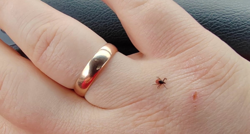 В Костромской области клещи продолжают заражать жителей опасными болезнями