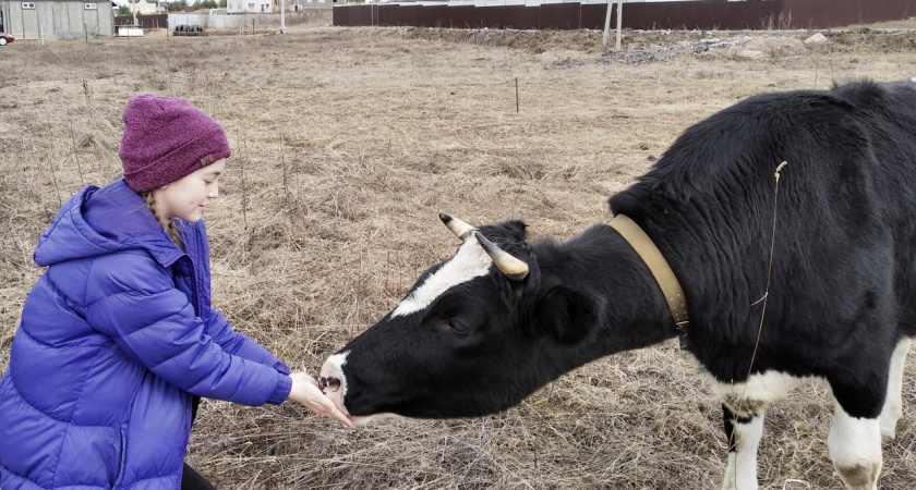 В Костромской области полицейские раскрыли похищение теленка с предприятия по следам копыт и колес