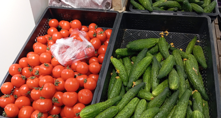 Купил помидоры в «Магните» — разрезал на дольки и посадил: через 1 неделю выросло нечто — рассказываю