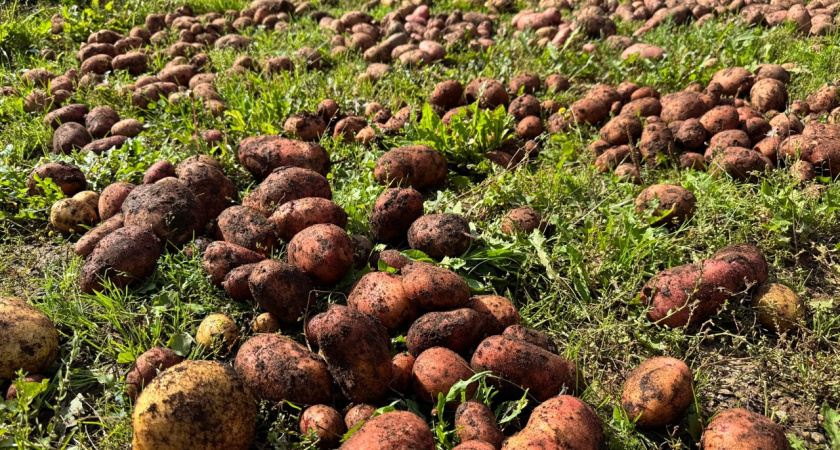 Костромские аграрии наращивают темпы уборки рекордного урожая