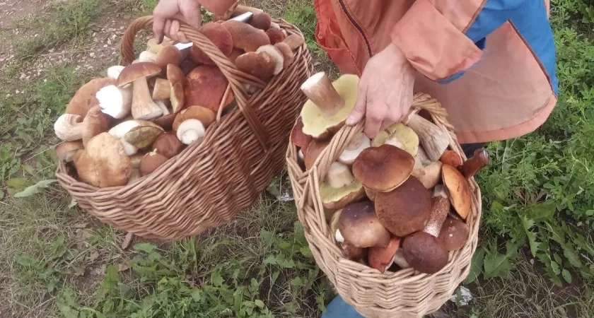 Нашёл золотое грибное дно: 3 места, где корзина наполняется быстрее, чем успеваешь моргнуть