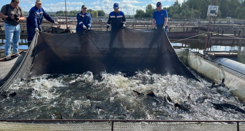 В Волгореченске искусственный интеллект помогает растить осетров