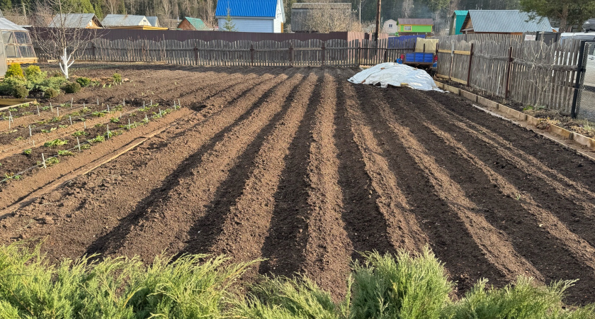 В костромском хозяйстве картофель обрабатывали просроченными пестицидами