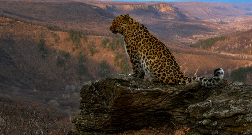 Число участников кампании по сохранению дальневосточного леопарда растет