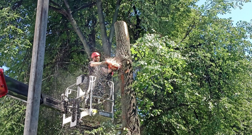 Аварийные деревья и новые саженцы: как в Костроме обновляют зеленый фонд