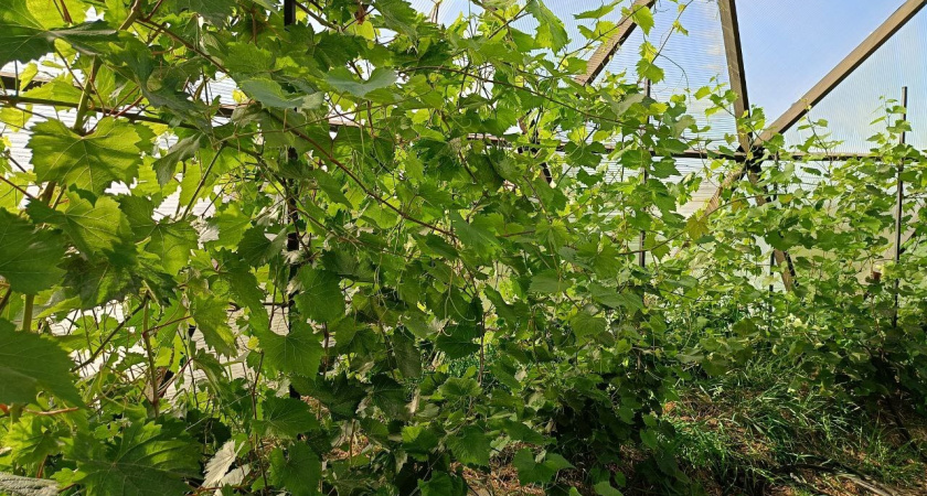 В Костромской области разбили первый в регионе виноградник для производства вина