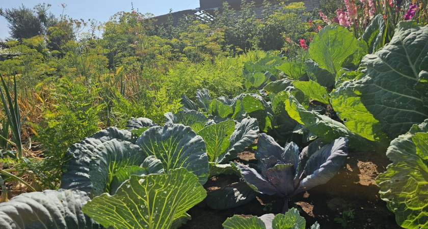 Толпа китайцев стояла у бабушкиного огорода — иностранцы требовали один сорняк: за "русское чудо" готовы были платить десятки тысяч