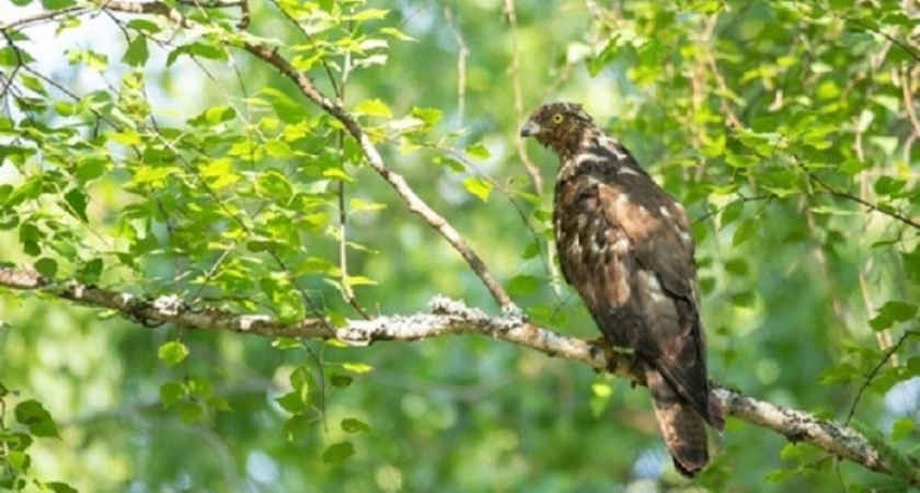 В костромском заповеднике обнаружили краснокнижного осоеда