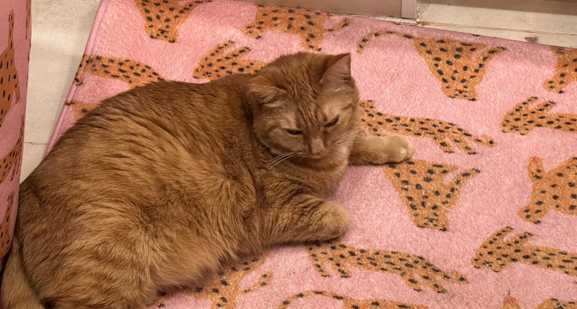 Не линяют, не воняют и не болеют - 4 лучшие породы кошек