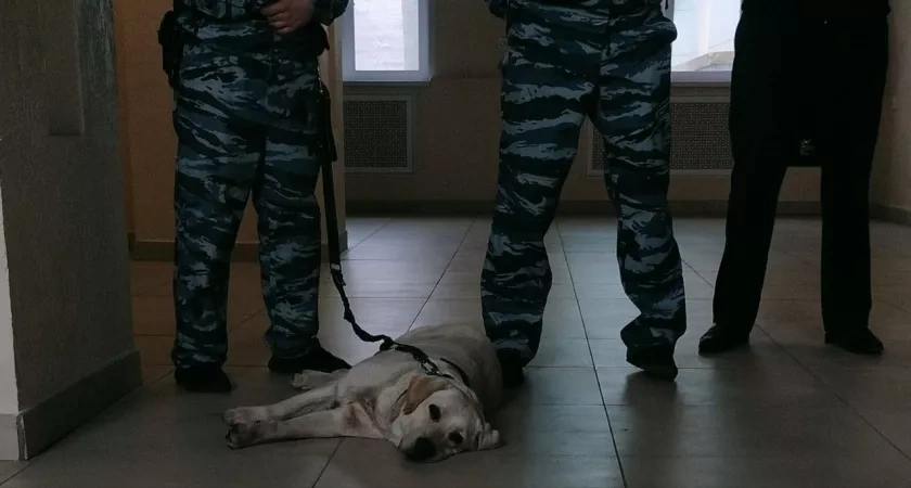 В Костроме три ребенка пострадали от укусов домашних собак