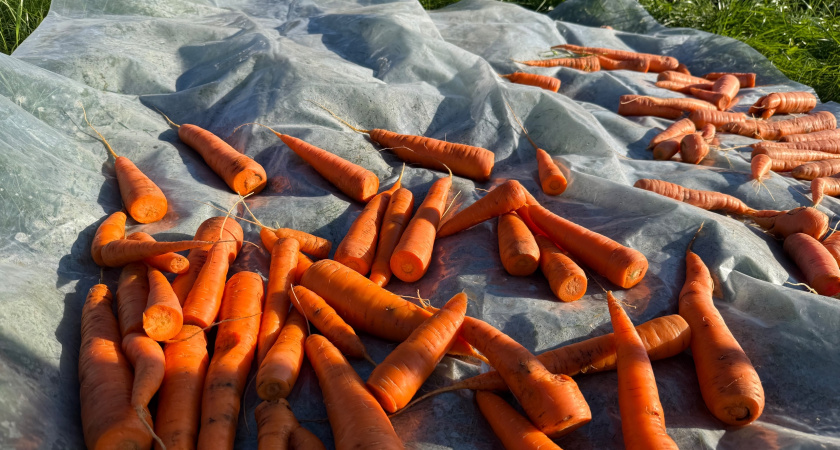 Храню морковь всю зиму только так: будет свежей и сочной даже через 9 месяцев без погреба - по методу деревенской бабушки