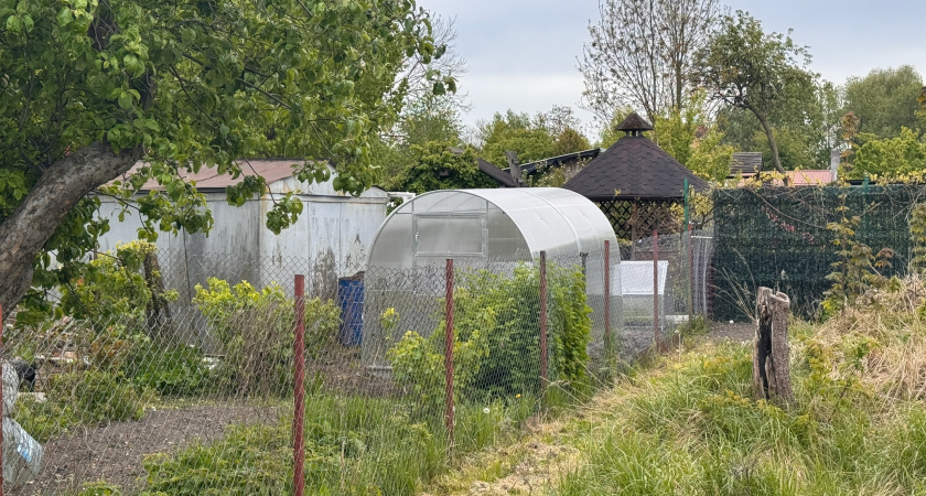 Толпа китайцев встала у бабушкиного огорода и требовала продать им сорняк: "русское чудо", которое в России мало кому нужно