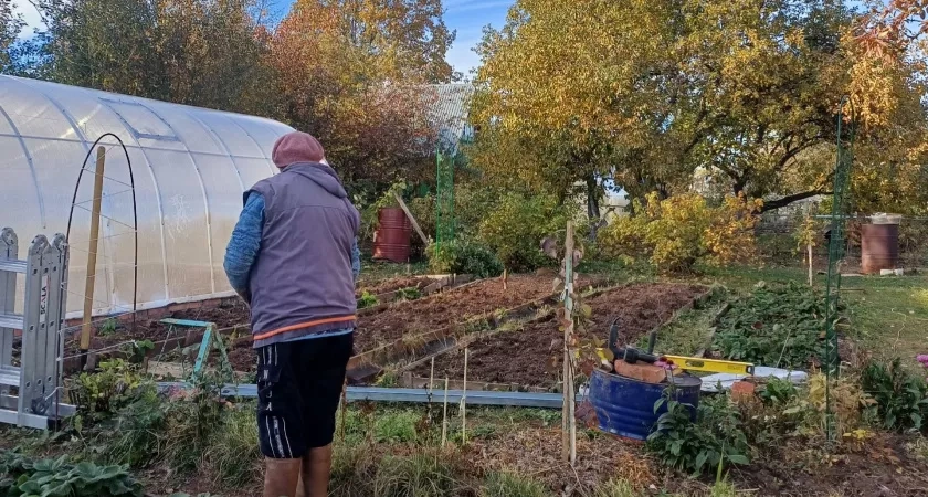 Копеечный порошок рассыпаю осенью по всему огороду - томаты, перцы и картофель прут как на дрожжах