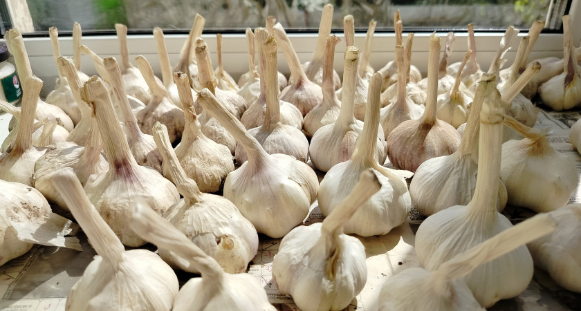 Не сажаю озимый чеснок, не посмотрев на березу: «называет» лучший день для посадки — проверенная годами примета