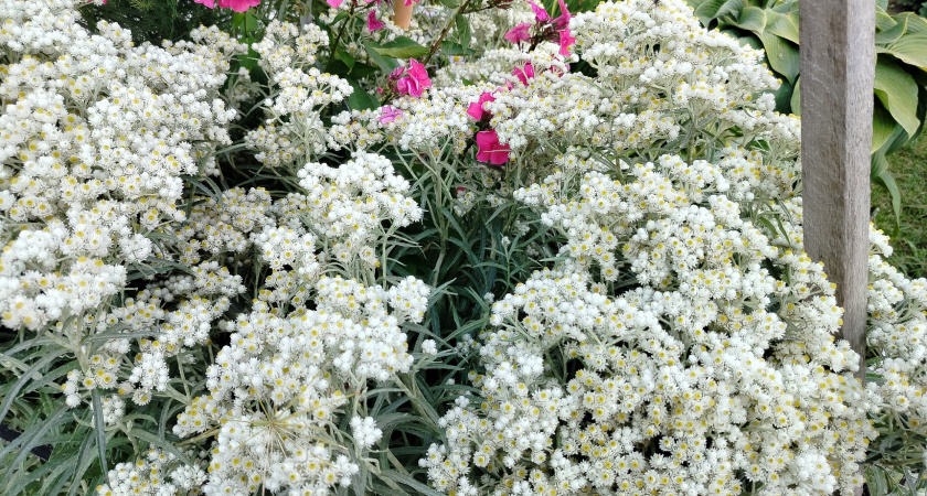 Октябрьская посадка многолетников: 5 видов, которые гарантированно взойдут весной 2026 года