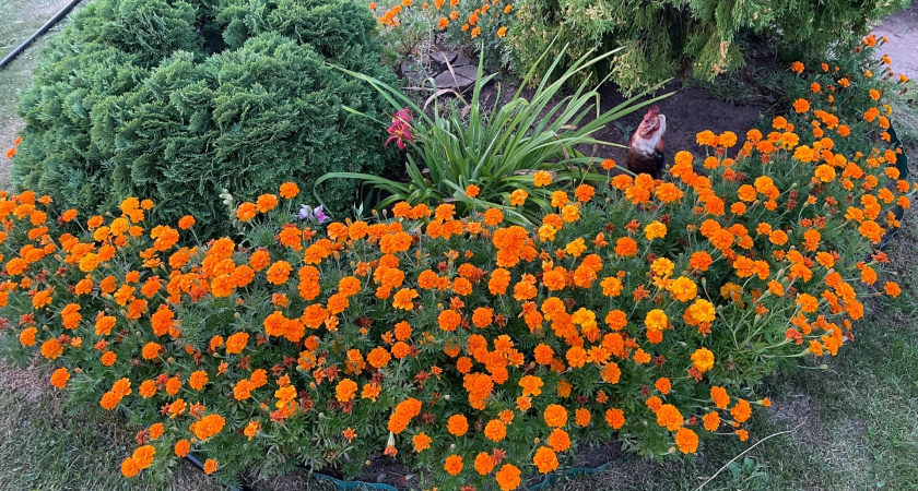 Заменила бархатцы другим полезным цветком: поборола многих вредителей, вирусы и болезни в огороде