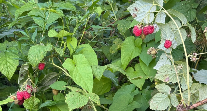 Раньше тоже так обрезала малину, пока агроном Давыдова не открыла мне глаза: 2 ошибки лишают половины урожая