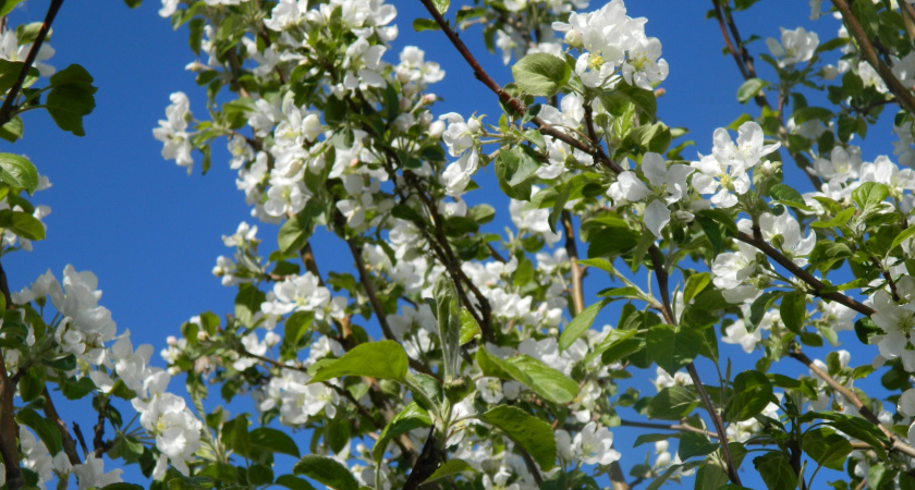 Осенняя обрезка яблонь. Какие ветки режьте смело, а какие трогать нельзя: так ещё дед учил