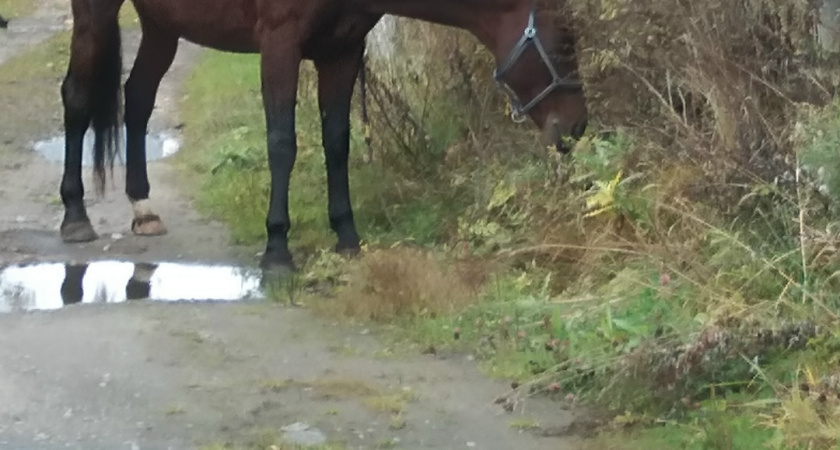 В Макарьево Костромской области лошадь привязали к столбу посреди дороги