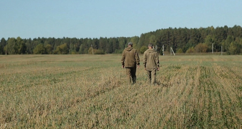 В Костромской области победили золотистую картофельную нематоду на 120 гектарах