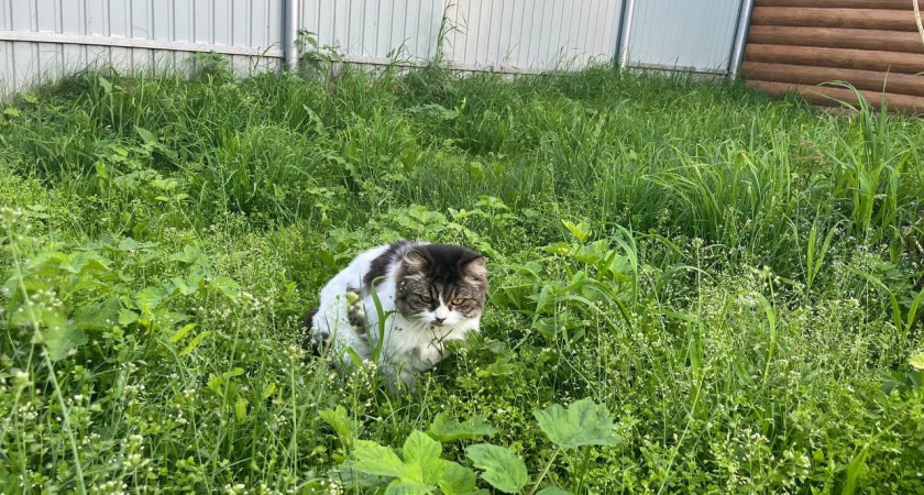 Почему нельзя кормить кошек у подъезда, даже если очень жалко: сердобольные бабушки только вредят