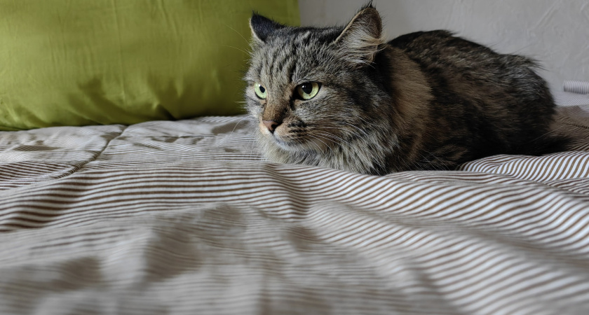 Как кошки выбирают, с кем спать из хозяев: что влияет на их решение - запомните раз и навсегда