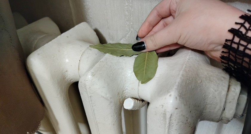 С первыми холодами кладу лист лавра на батарею — и живу без бед: вот что происходит — вся семья замечает разницу