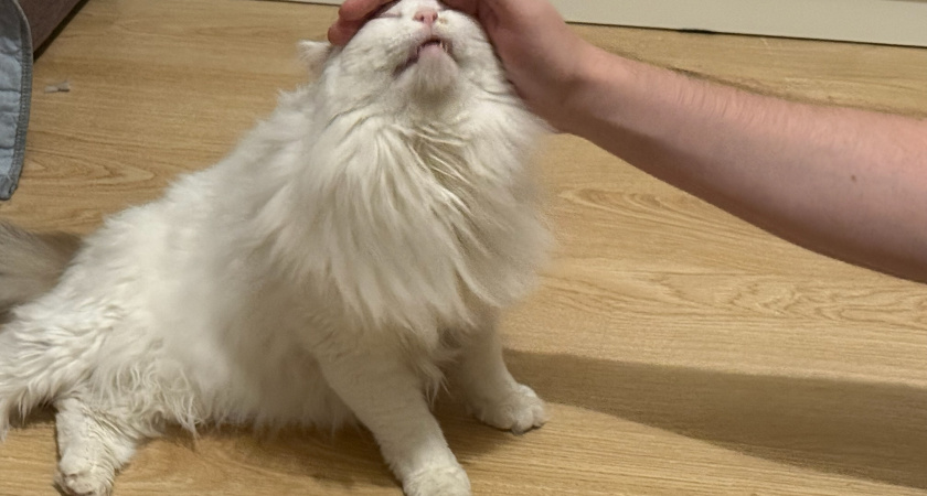 Последний путь: как ведут себя кошки незадолго до смерти и как хозяину им помочь