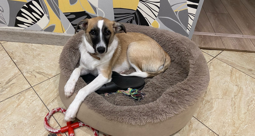 Не грызут мебель и не воняют псиной: 3 самые аккуратные породы собак - идеальны для квартиры