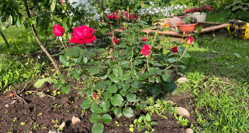 Как укрепить розы осенью, чтобы они отлично перезимовали: в следующем году куст руками не обхватить