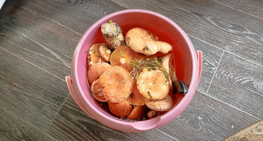 Сколько следует варить грибы до готовности: ни больше, ни меньше - пора запомнить