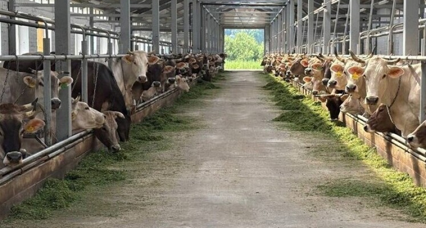 В Костроме два животноводческих комплекса подтвердили статус племенных хозяйств