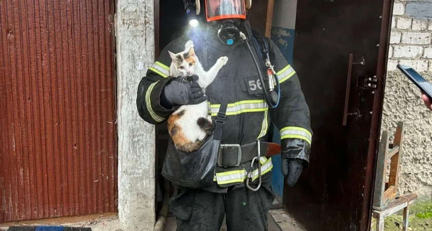 Костромские пожарные вынесли кошку из охваченной пламенем квартиры