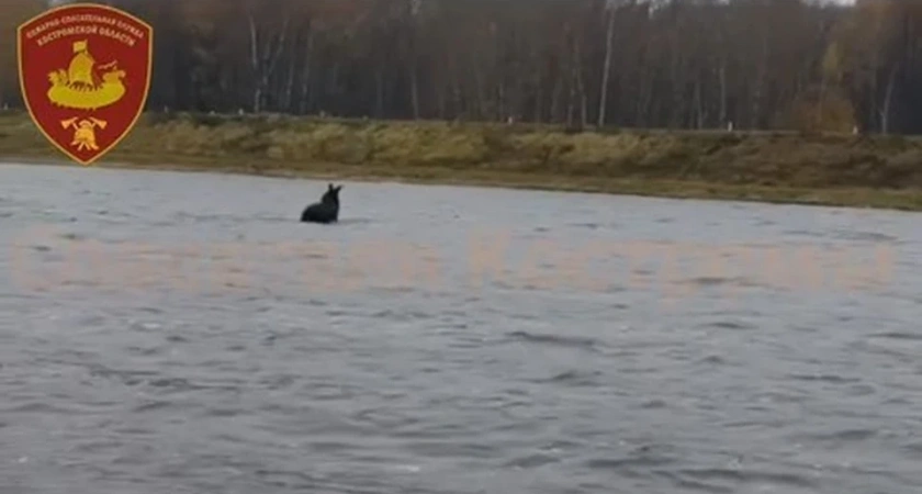 В Костроме спасатели помогли лосю переплыть Волгу