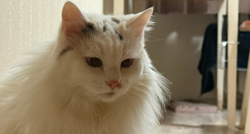 Холодно ли кошкам зимой на улице и как они переносят холод?