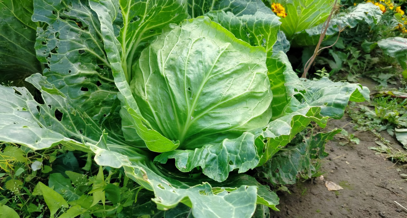Капуста не вянет и не чернеет, хотя в погребе тепло: 3 простых приёма, которые агрономы называют “ересью” — но они работают