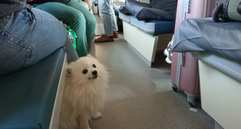 Ученые назвали животное, которое в разы умнее собак: вот кто умнее наших питомцев