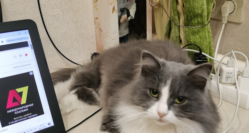 Кошка прощается с хозяином навсегда: увидеть знаки очень просто - четкие сигналы тем, кто умеет их правильно считать