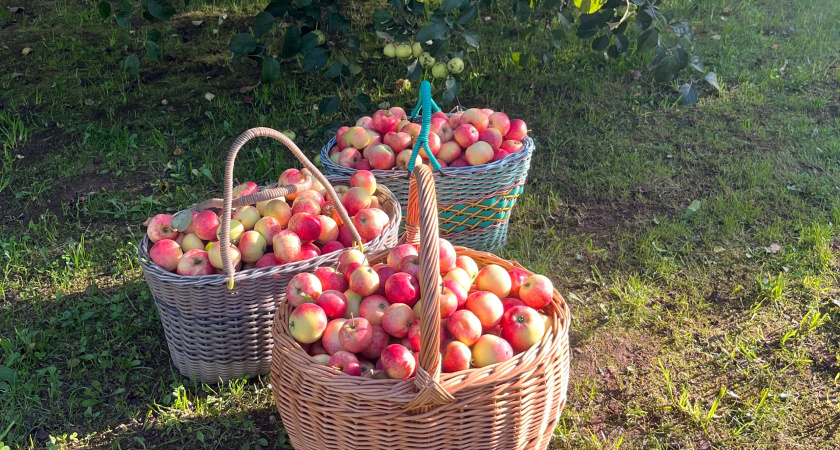 Всем яблоням и грушам в конце октября — защита на всю зиму: обливаю стволы этим— и кора целая, вредители спят, а весной — ни одного нароста