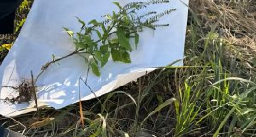 В Костроме ликвидировали амброзию, которая наносит ущерб сельскому хозяйству и опасна для человека