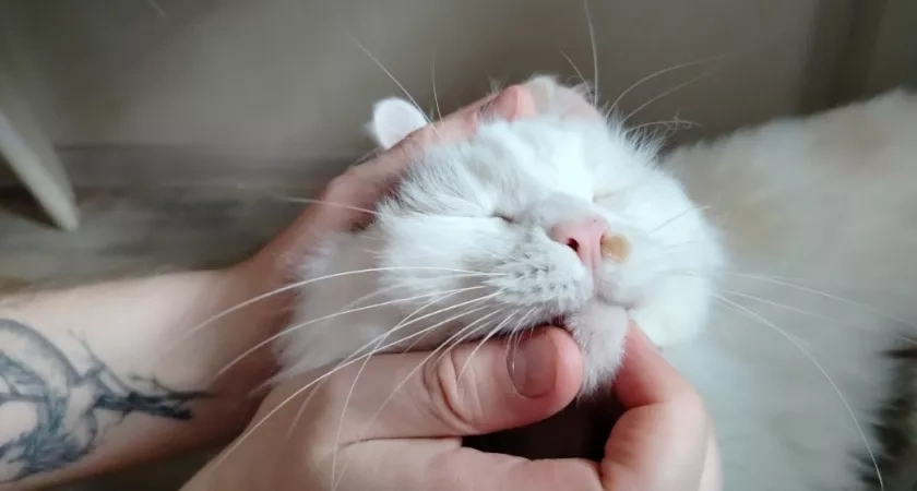 Почему нельзя трогать живот кошки, даже если она не возражает - об этом забывают 99% владельцев