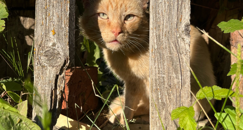 Не 1 раз и не 3: сколько раз в день нужно кормить кошку - запомните на всю жизнь