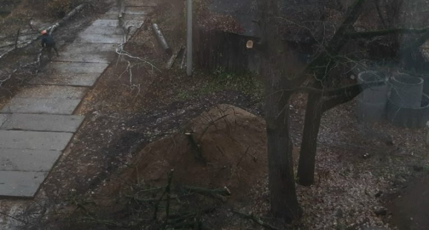 Жители Костромы просят сохранить дубы на Овражной от вырубки под парковку