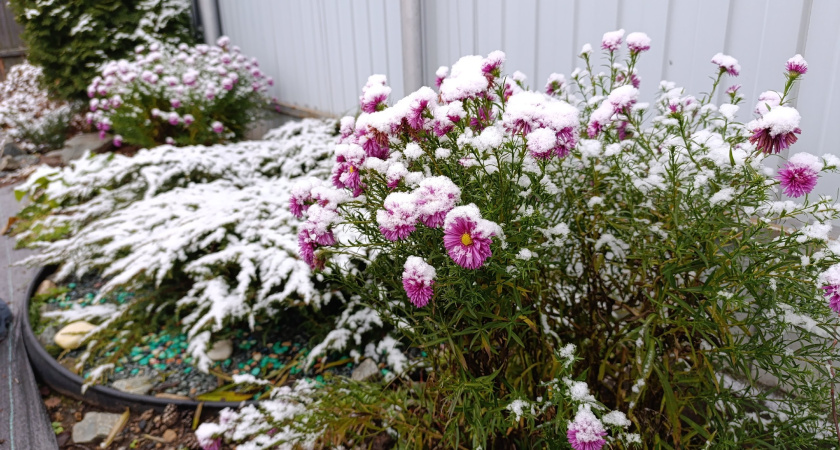 Посейте сейчас — и весной забудете про рассаду: 4 дивных и ароматных цветка, которые обожают холод