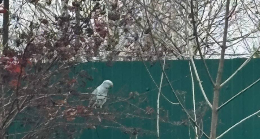 Экзотического беглеца спасли в Костроме: попугай пережил уличные морозы