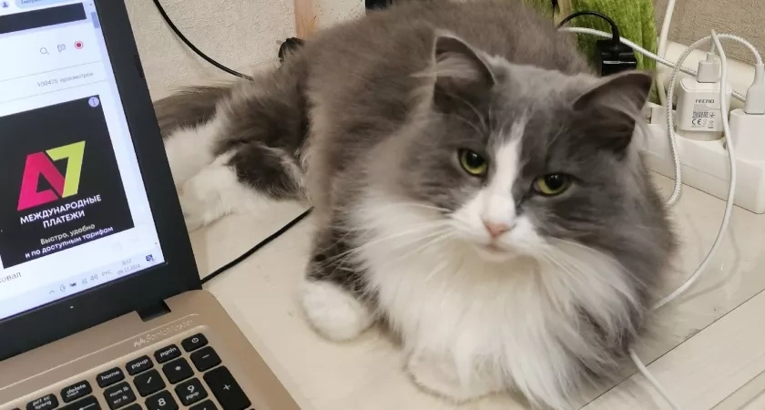 Почему кошка гадит на постель и как понять, что она пытается вам сказать: причины, о которых не догадываются хозяева