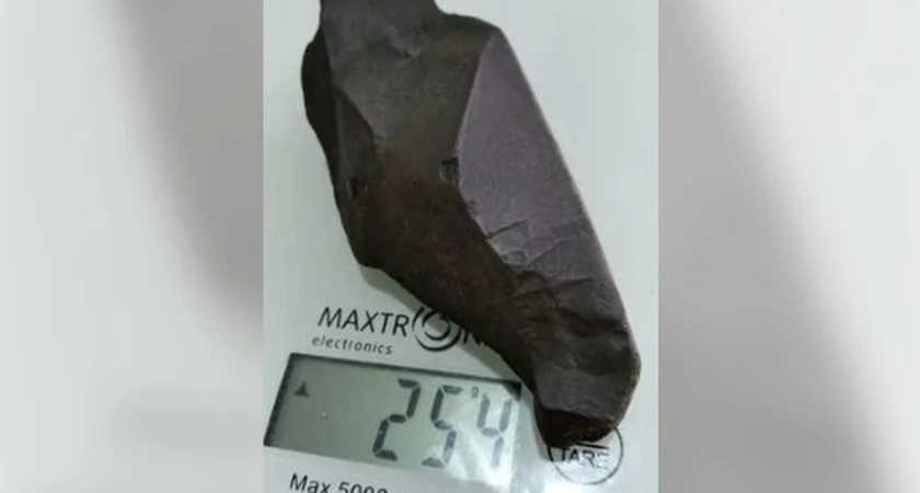 Древнейшее окаменелое растение выставили на продажу в Костроме за 11 тысяч рублей