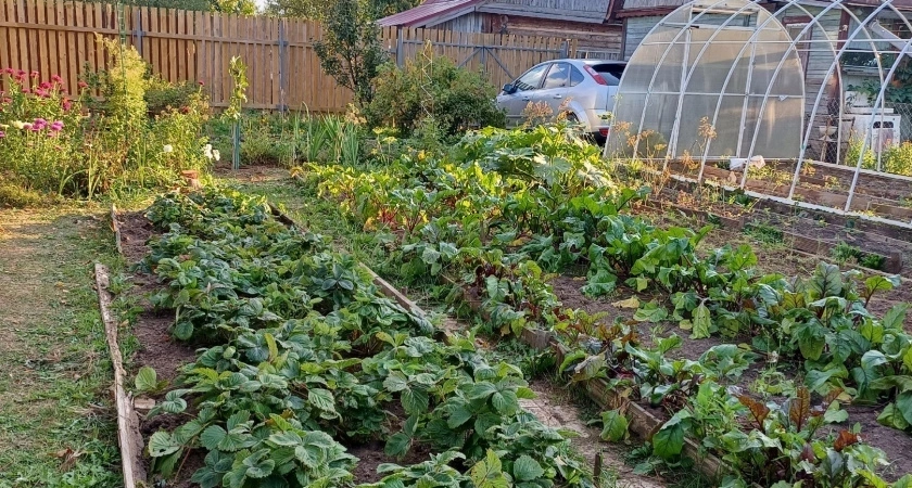 Без золы и навоза: ноябрьский лайфхак, который всего за 10 минут возвращает к жизни даже самую истощенную землю