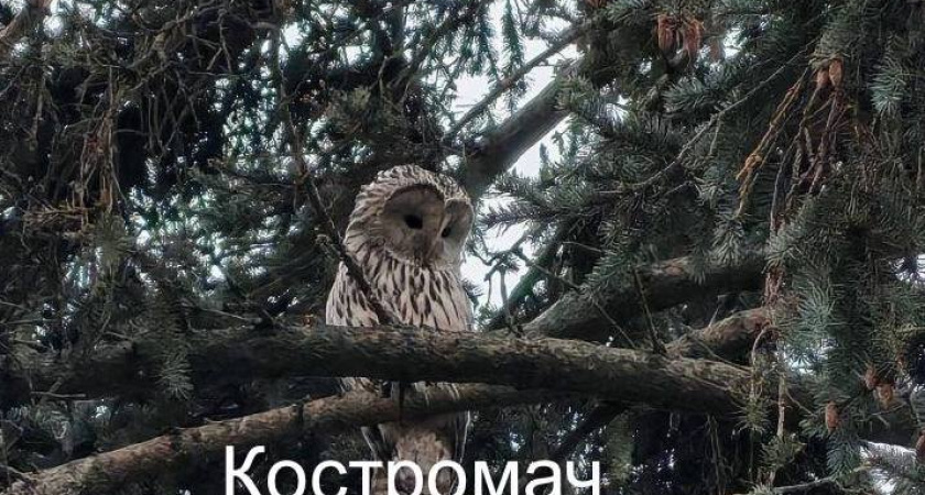 Редкую сову увидели костромичи в центре города